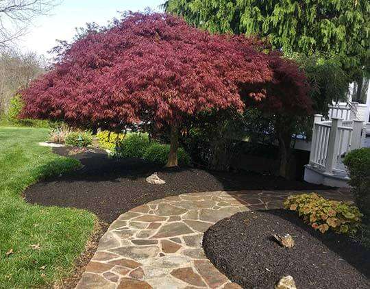Local Landscaping Services 20 Off, Jose Landscaping And Tree Removal